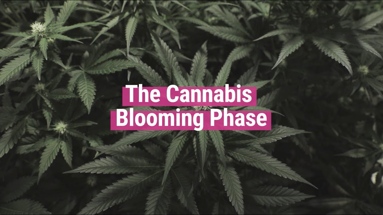 Cannabis Blooming Phase [Educational]
