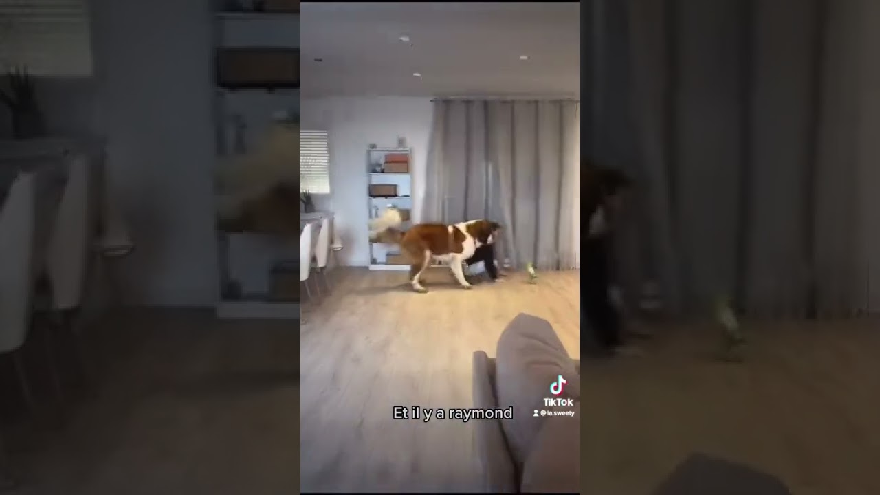 Chien drole 