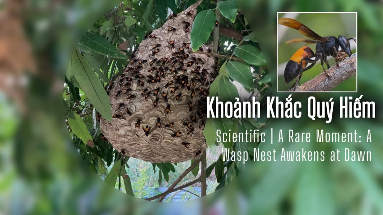 Ong bò vẽ - Khoảnh Khắc Quý Hiếm (A Rare Moment: A Wasp Nest Awakens at Dawn) | Scientific 