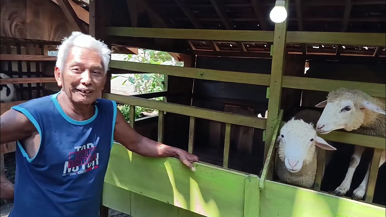 Potong Pohon Besar Jadi Ternak Domba #domba #dombakontes #viral #fyp #shorts #trending