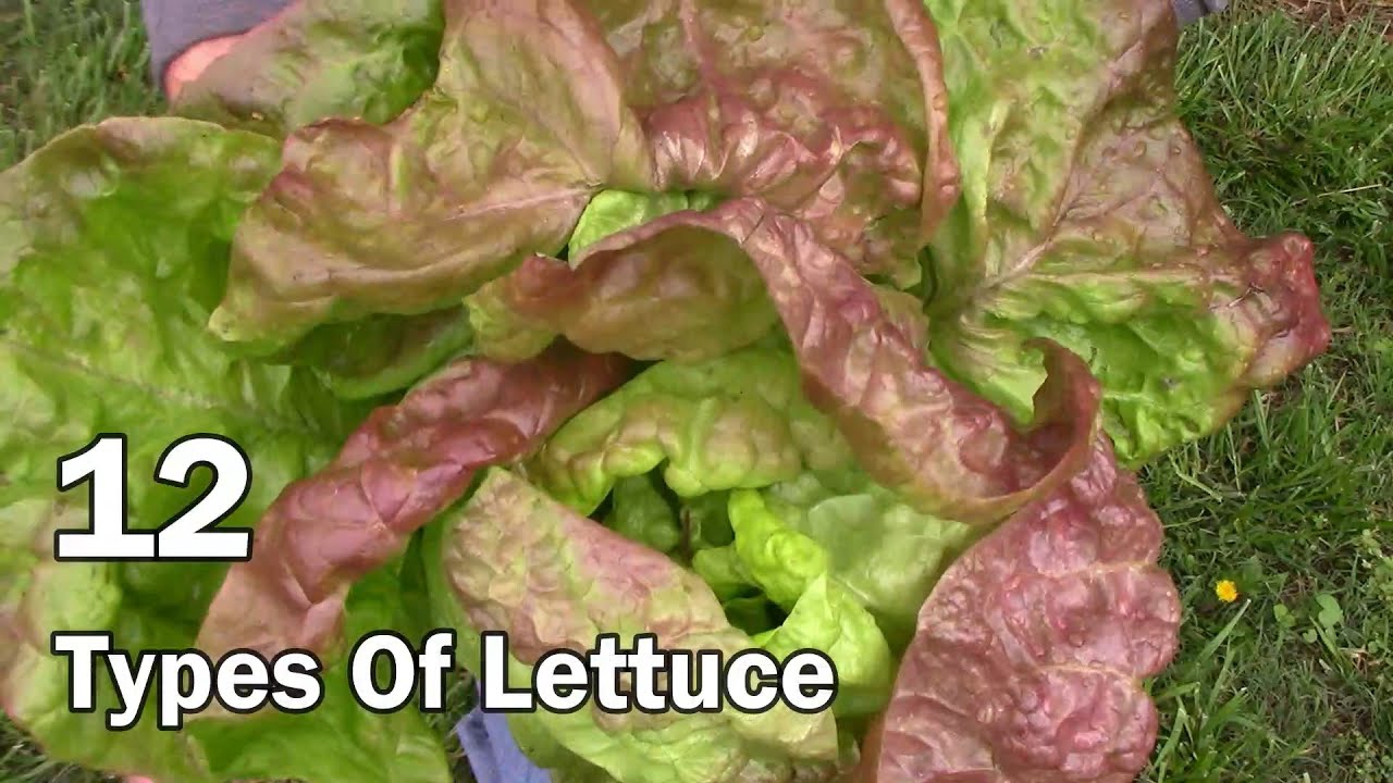 Comparing 12 Types of Lettuce - And My Top 5 Favorite Varieties To Eat
