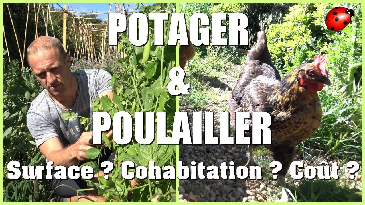 POULAILLER & POTAGER / Surface - Cohabitation - Coût...