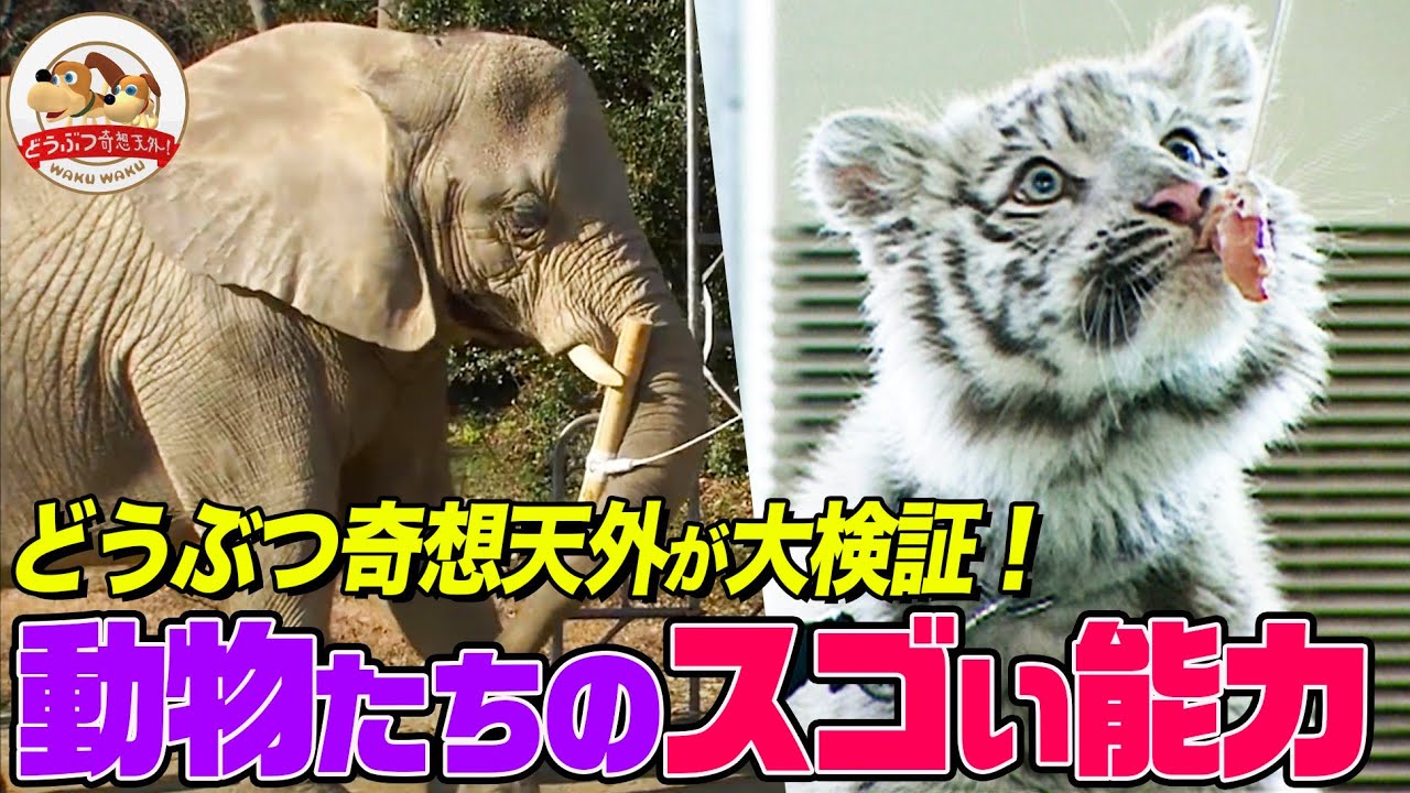 動物たちがアトラクションに挑戦でスゴい能力を発揮！ゾウのIQテストやホワイトタイガーの回転エサ取り挑戦…どうぶつ奇想天外の大検証【どうぶつ奇想天外／WAKUWAKU】