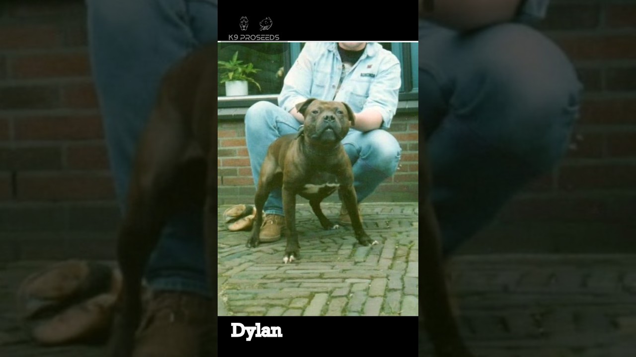 Top 5 Rare and Hard To Find APBT Bloodlines
