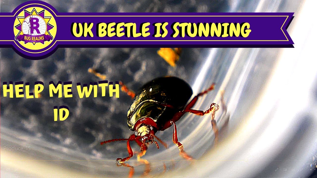 I FOUND A BEAUTIFUL BEETLE!