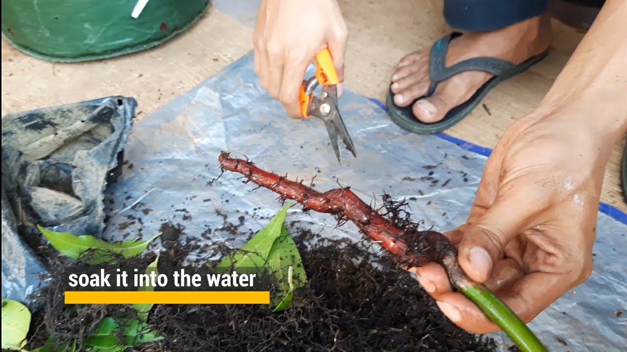 Grafting mango without root