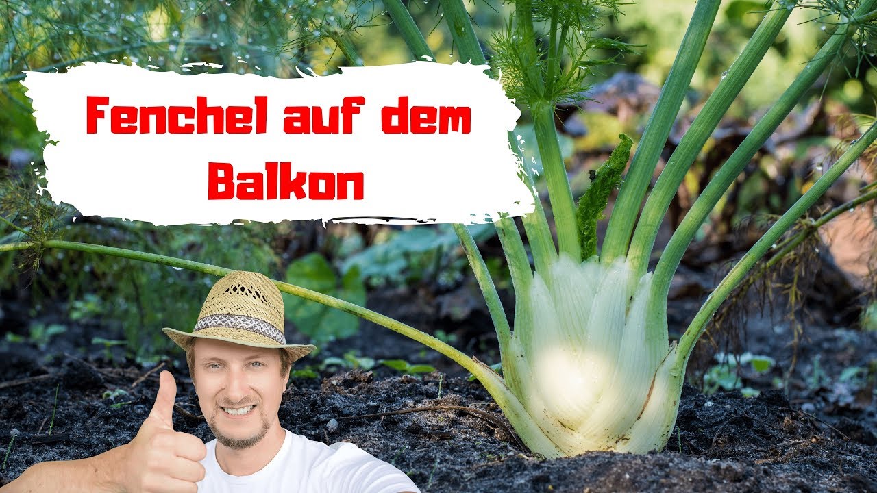 Fenchel auf dem Balkon 🔴 Im Balkonkasten ganz einfach