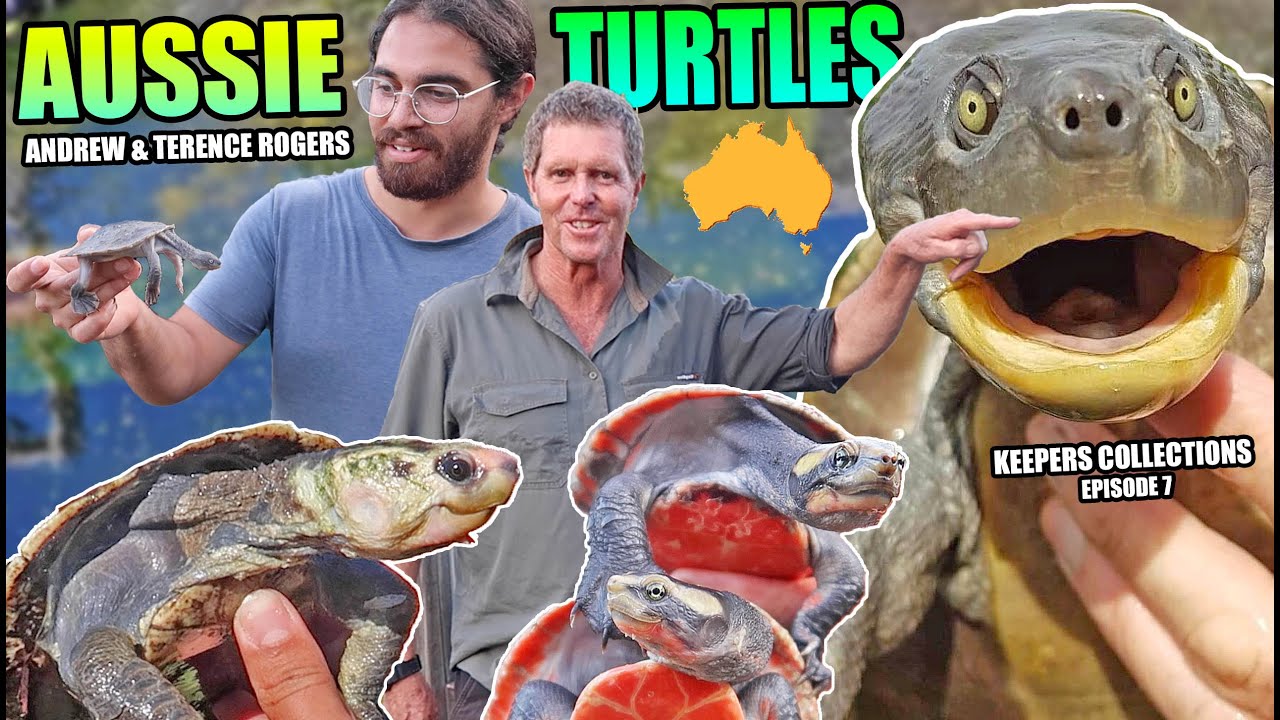 AUSTRALIAN TURTLES w/ Andrew & Terence Rogers | KEEPERS COLLECTIONS - Ep 7