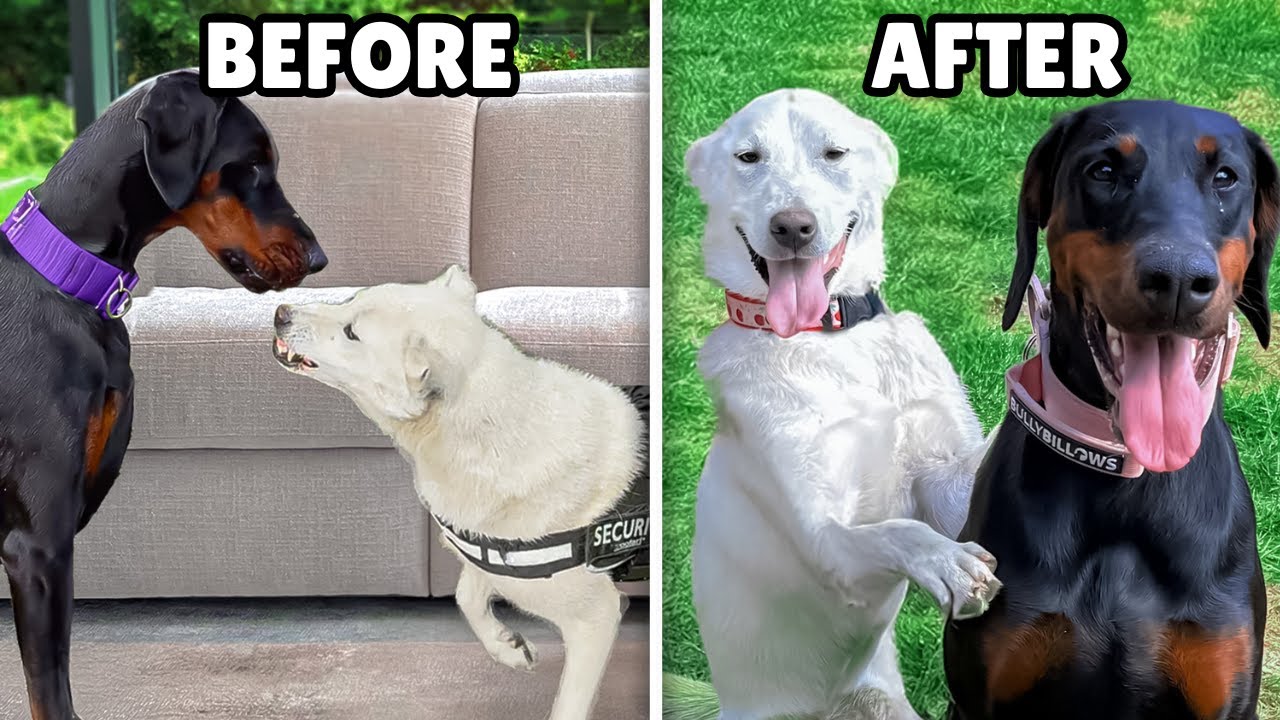 Rescue Dog Attacked our Doberman… But She Didn’t Give Up