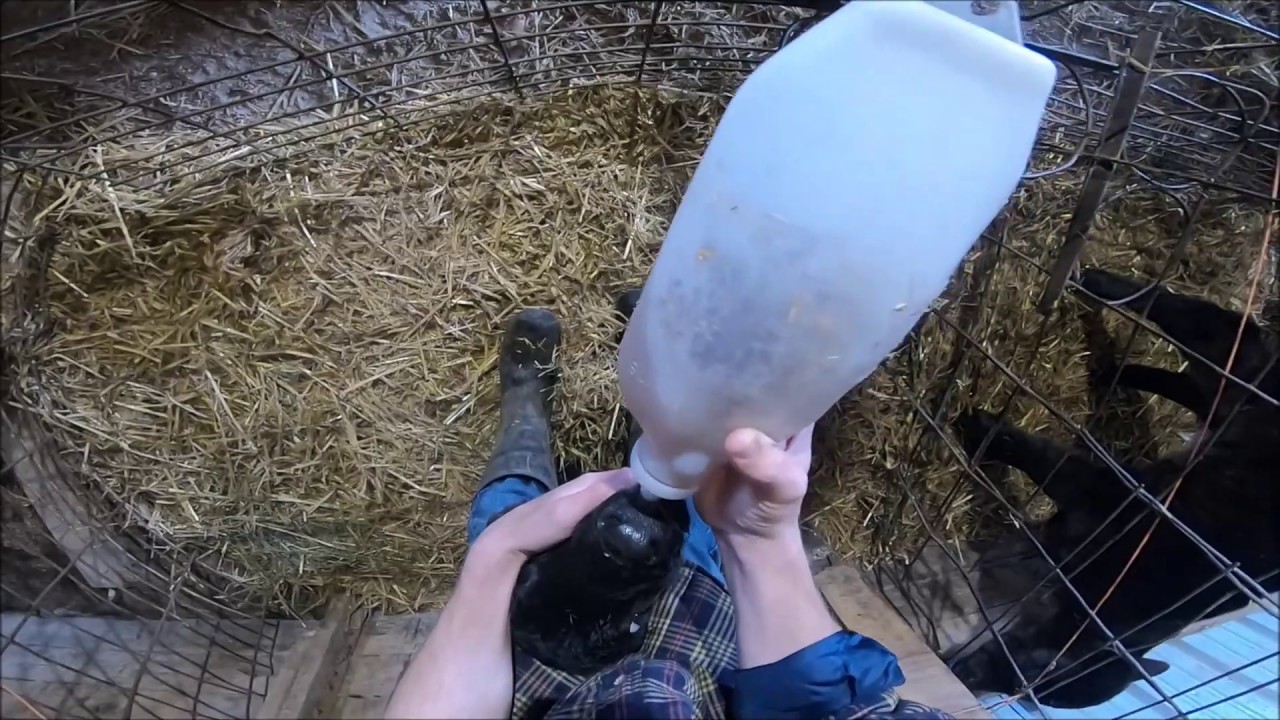 Stomach Tube Feeding a Calf