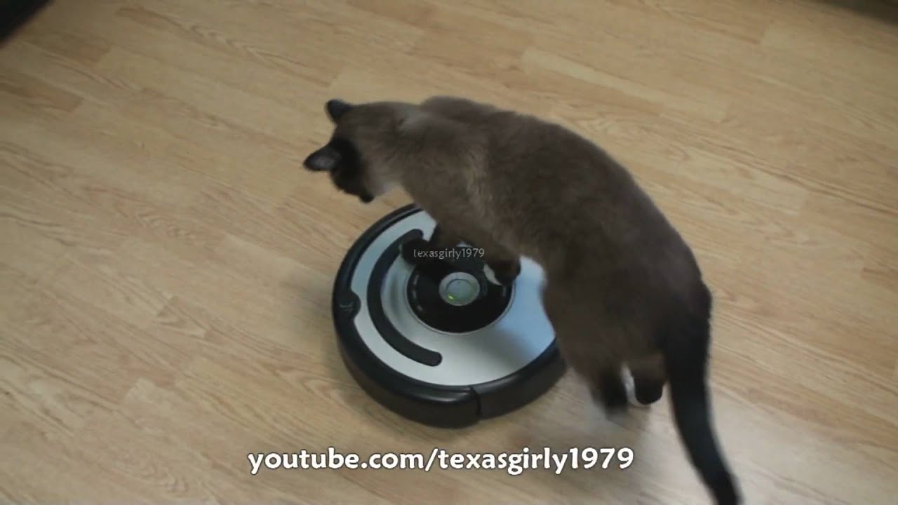 Cat shows HOW TO use iRobot Roomba Vacuum.