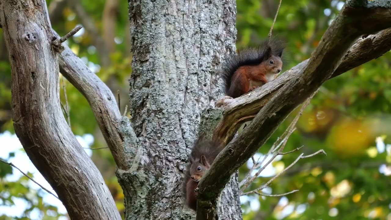 Eurasian Red Squirrel - Sciurus vulgaris