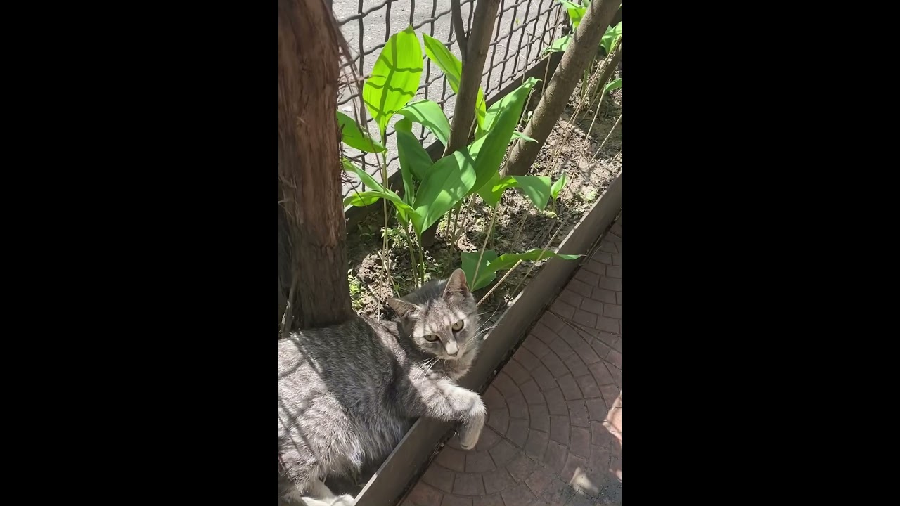 Домашний кот/уличный кот#милые животные#котСимба#cat#HOlya-day