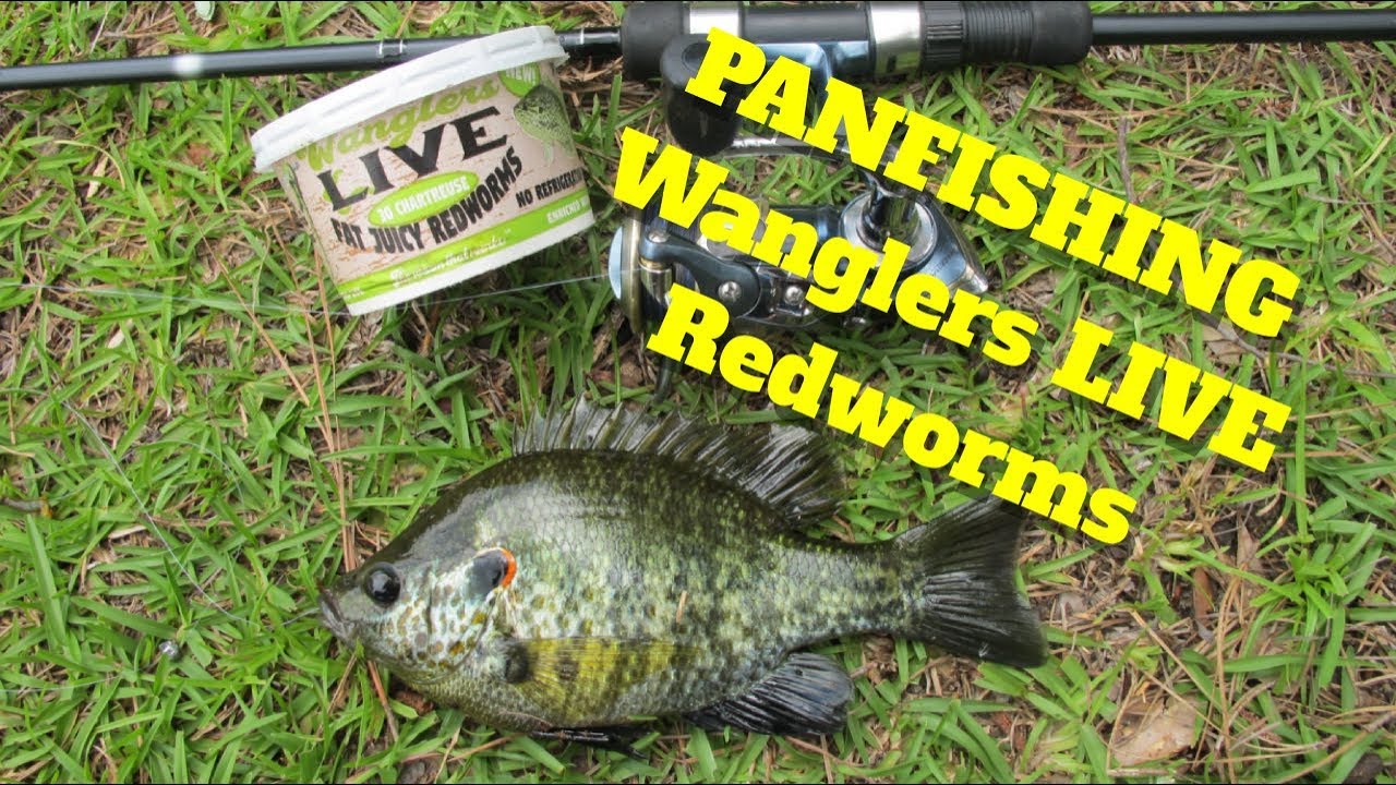How-to Panfish with Live Worms on Float Bobber with Wanglers Redworms!