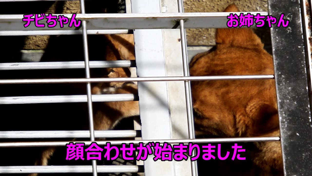 チビちゃんたちとお姉ちゃんたち(三姉妹)の顔合わせ　Lion (ライオン)　多摩動物公園