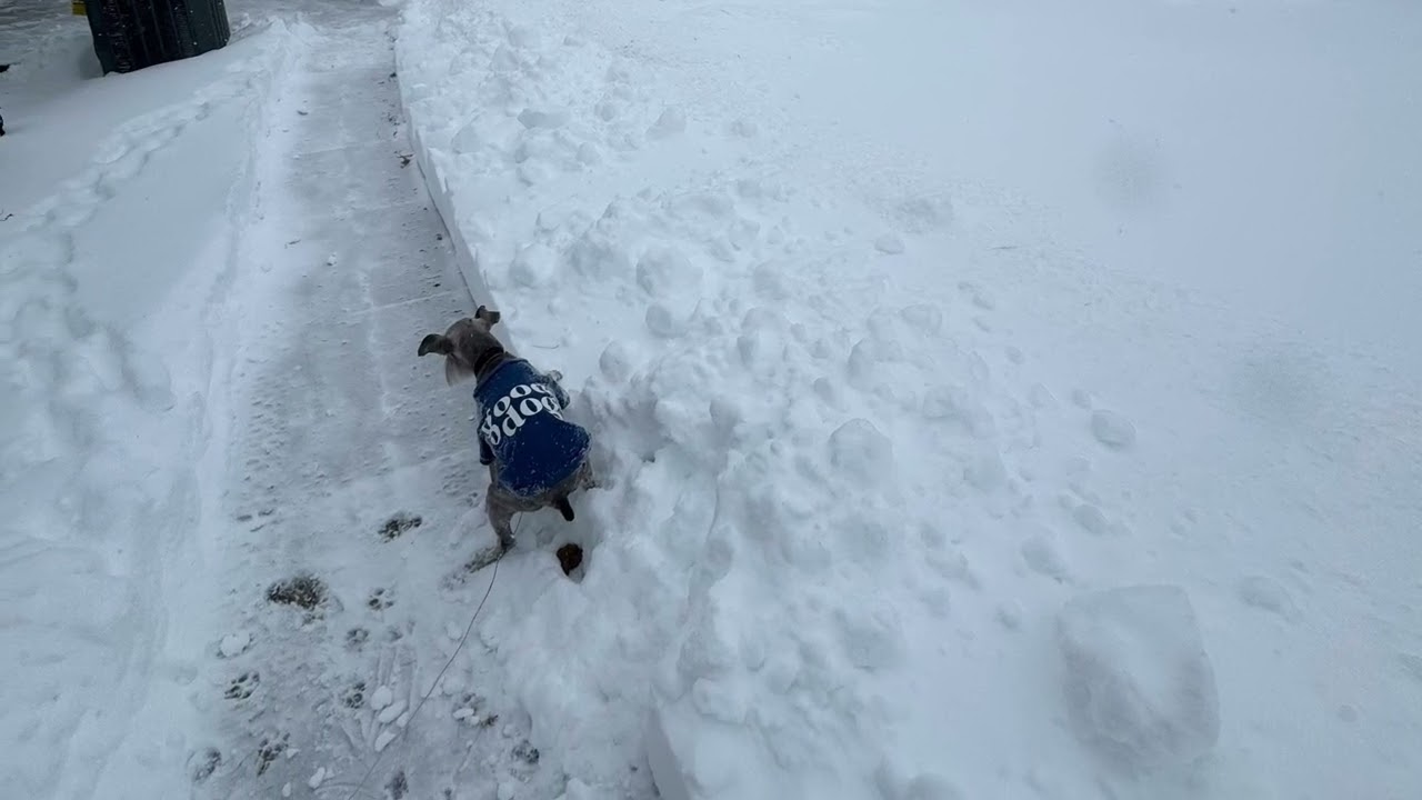 WE GOT A LOt OF SNOW IN INDIANA! #indiana #coldseason #snow #4ypages  #winter 