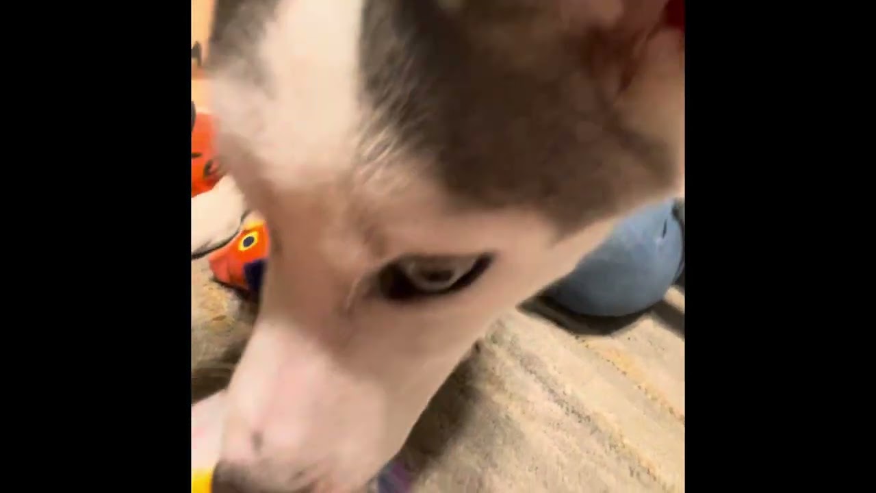 Bark Box unboxing August 2024 “ Walkies In The Andres “