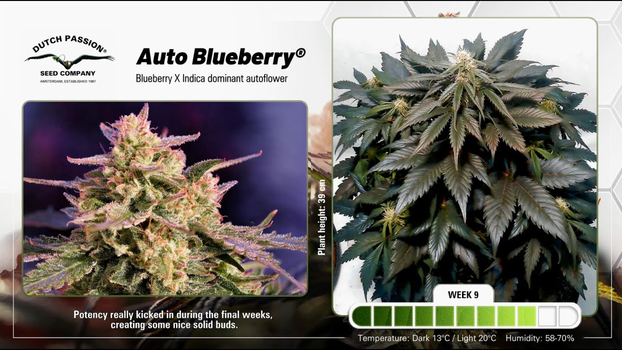 Auto Blueberry - Timelapse of Growing Cannabis