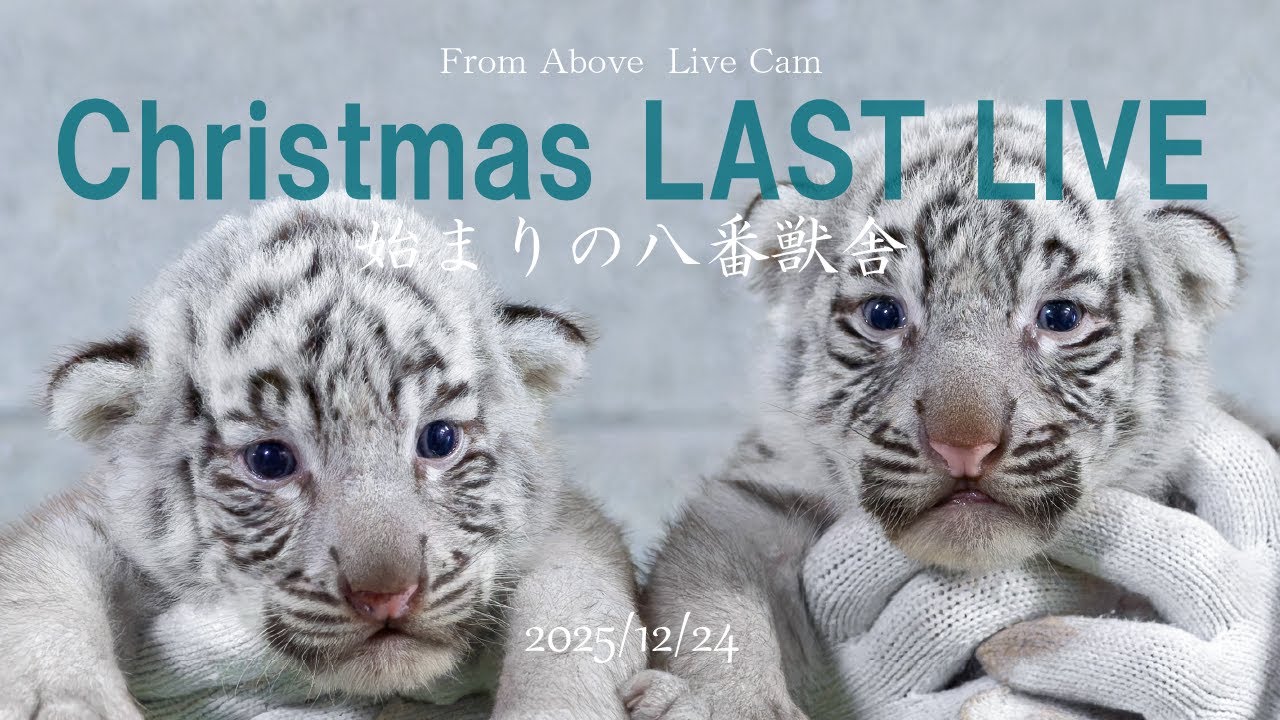 「12月24日後半」上からメリークリスマス！シロップファミリーライブ配信