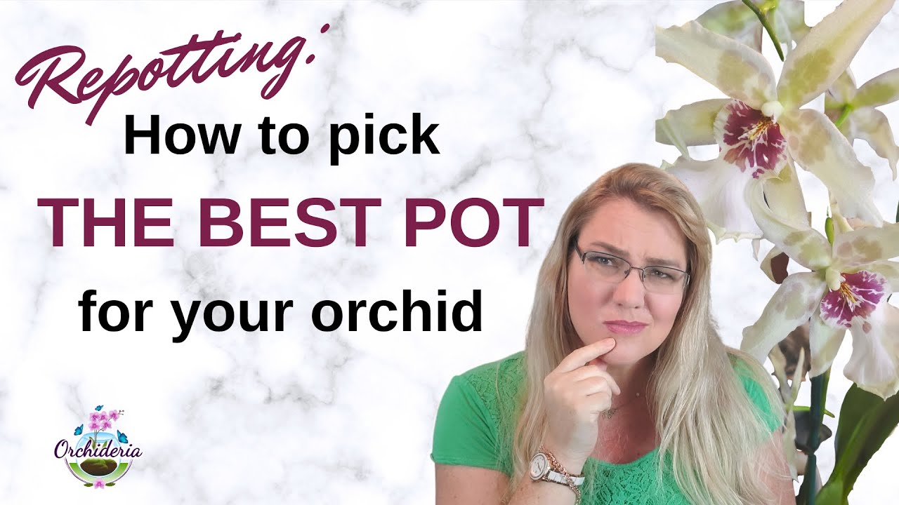 How To Choose The Right Orchid Pot: Size, Material,  & Characteristics