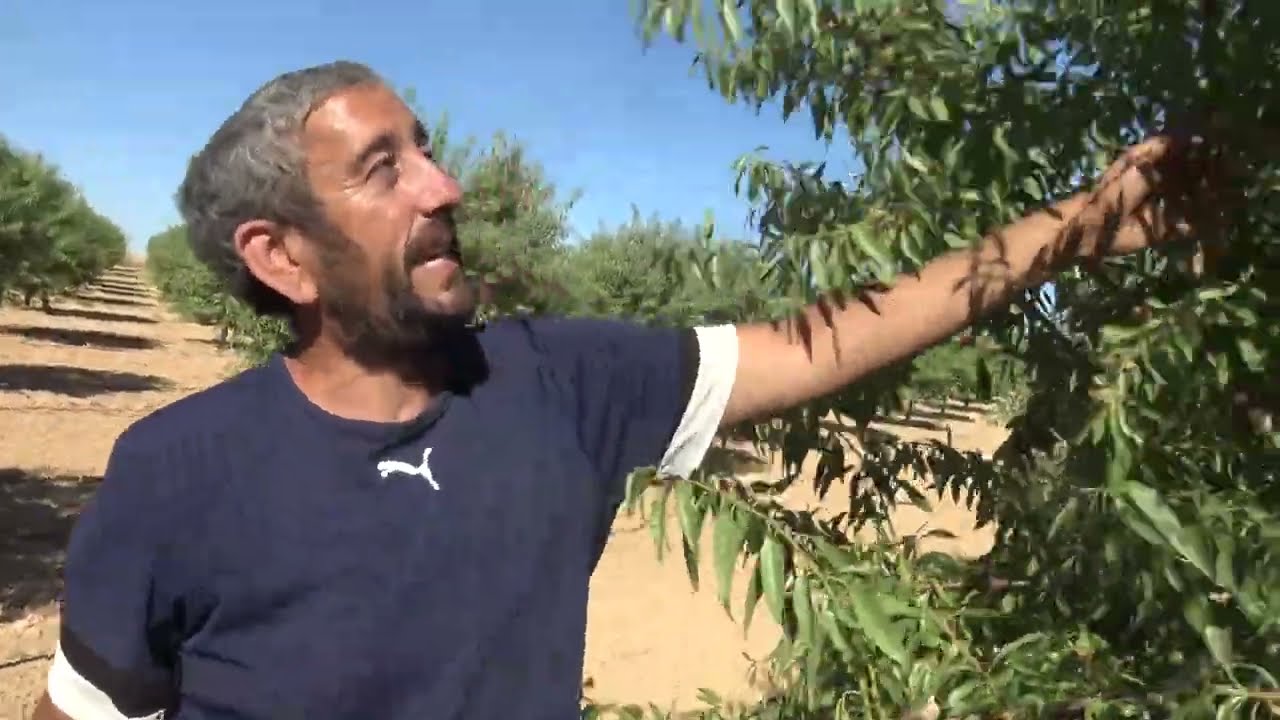 Almendro Makako 3,5 años Lillo
