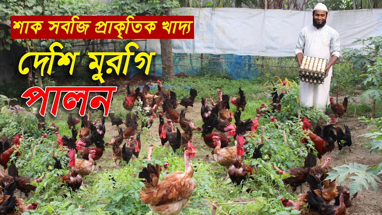 শাক সবজি প্রাকৃতিক খাদ্যে গলাছিলা দেশি মুরগি পালন | গলাছিলা মুরগির খামার | Desi murgi khamar
