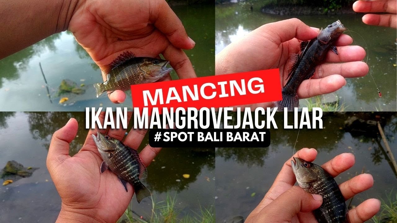 MANCING IKAN MANGROVE JACK LIAR / MENGARAT 