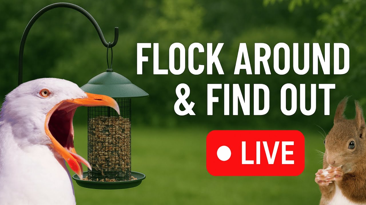 LIVE Bird Feeder Cam | Flock Around the Clock 🐦 | 3/3/2026