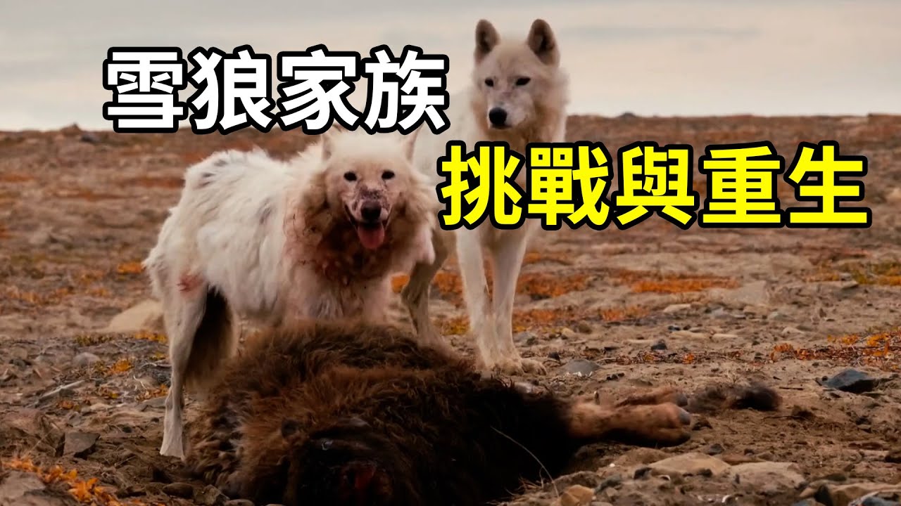 狼群的奮鬥史，雪狼家族的傳奇與變遷！