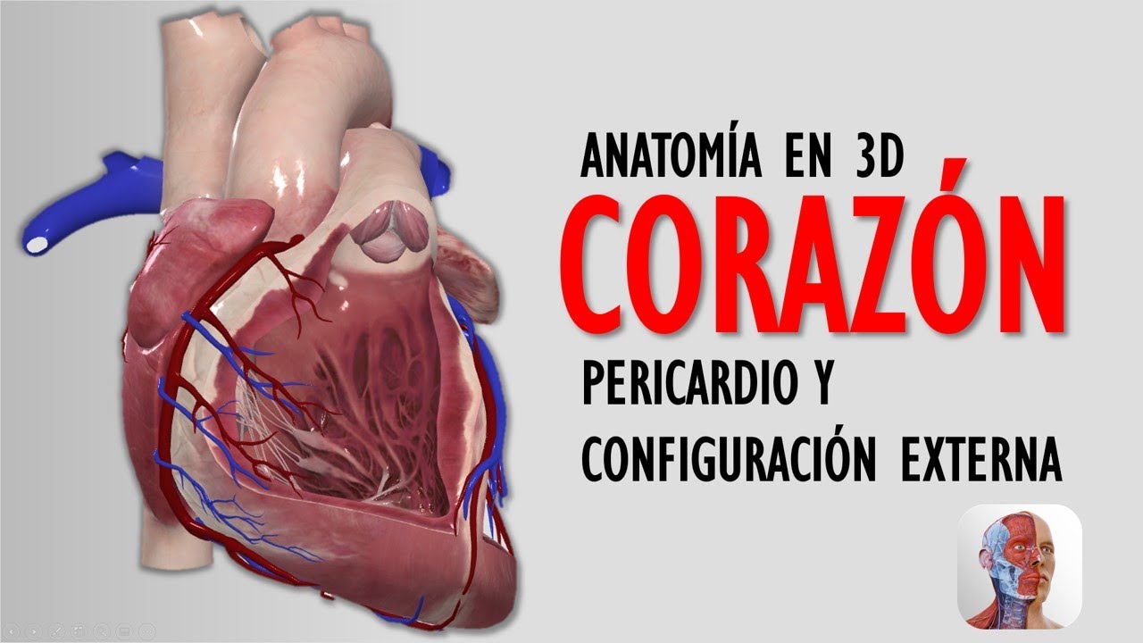 ANATOMÍA DEL CORAZÓN EN 3D - CONFIGURACIÓN EXTERNA Y PERICARDIO