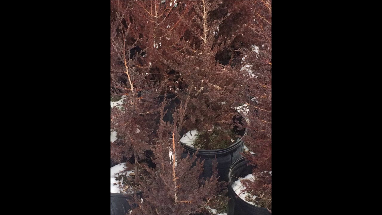 Our Red Cedars in 3 Gal Pots