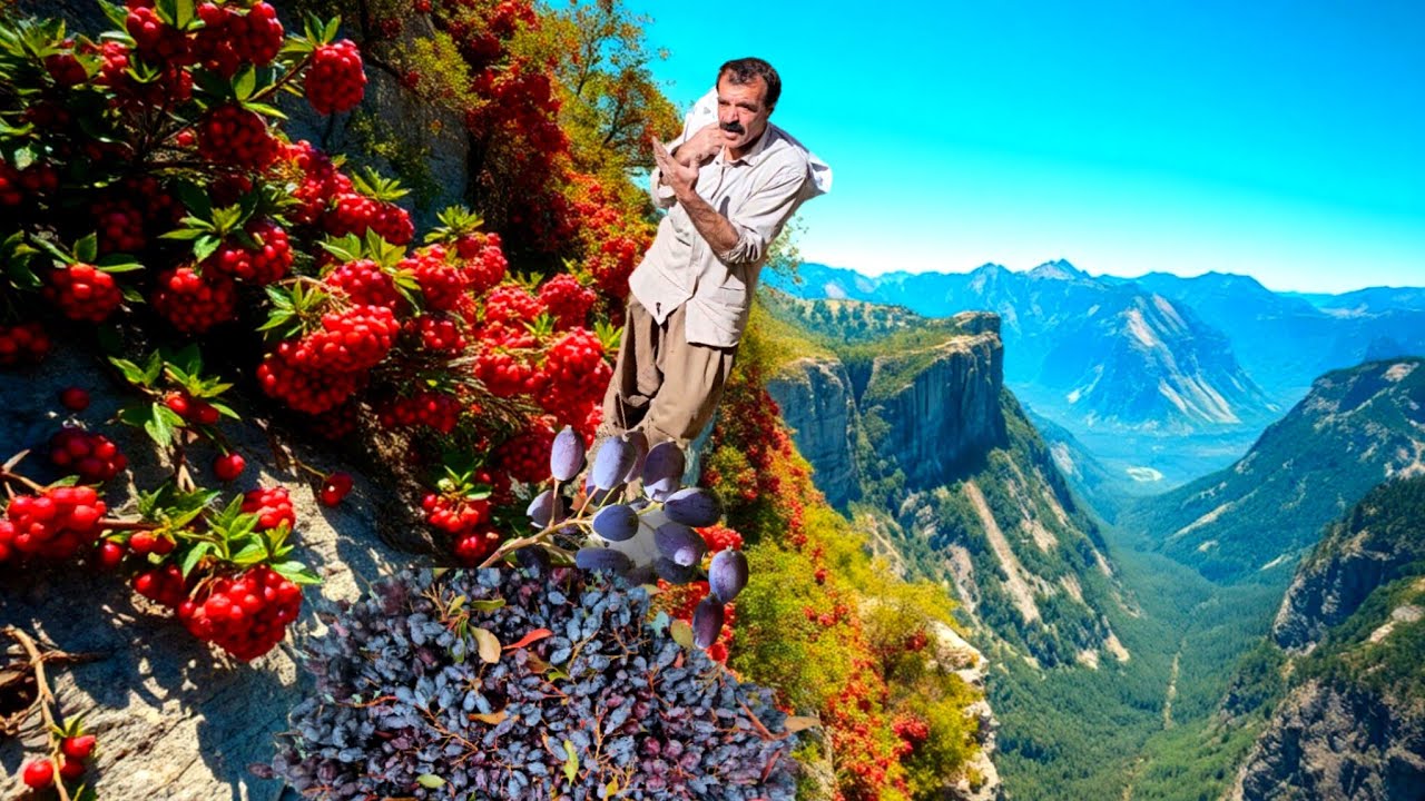 How to treat fatty liver!? Barberry harvesting and the secrets of nomadic life 