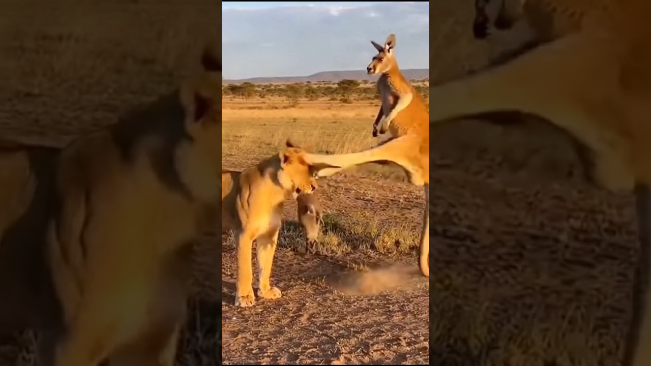 When a Lion Meets a Mother Kangaroo &mdash; A Baby at the Center of It All!