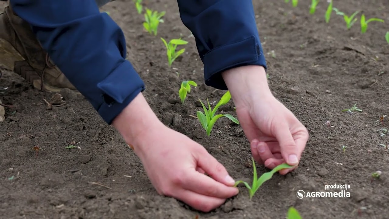 BioGnezdo u praksi - kako dobar start useva osigurava visok prinos!