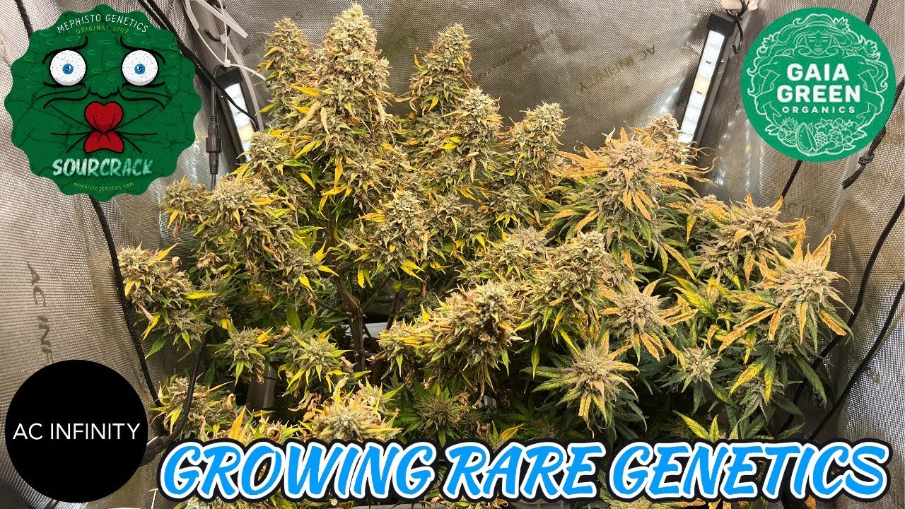 INSANE GENETICS - SOUR CRACK BY MEPHISTO - DAYS (30-90) 🍋&zwj;🟩