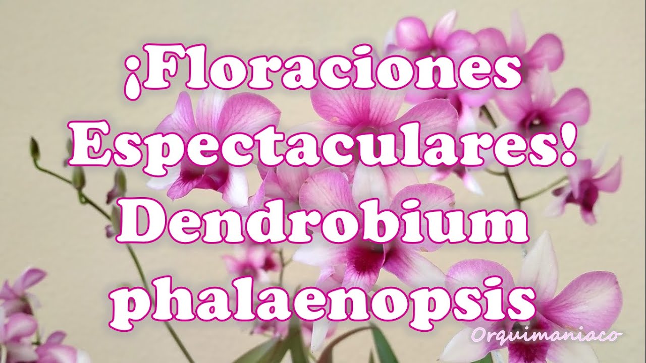 Cómo conseguir Floraciones Espectaculares Dendrobium phalaenopsis