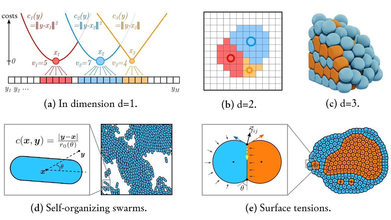 Optimal transport for cell simulations - Antoine Diez - Shape seminar