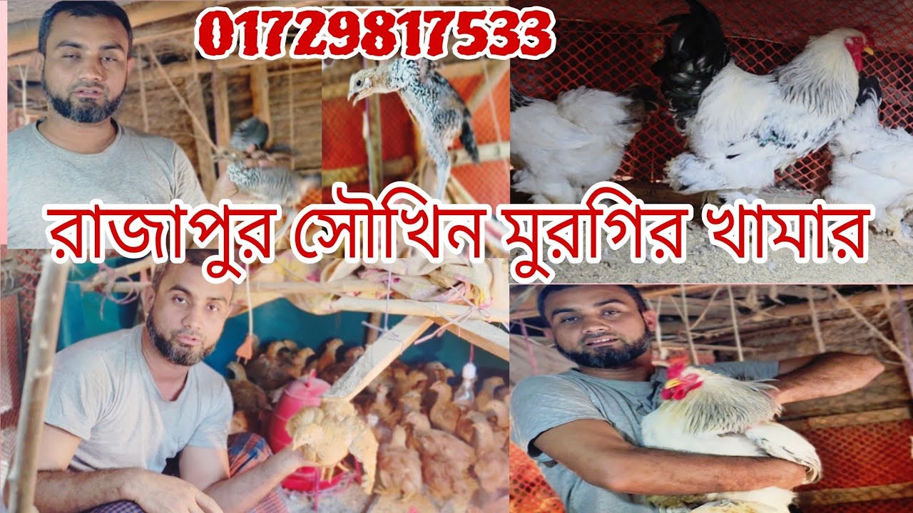 রাজাপুর সৌখিন মুরগির খামার কিছু পাওমি টাইগার বাচ্চা  বিক্রি করা হবে মো ইয়াকুব আলী 01729817533