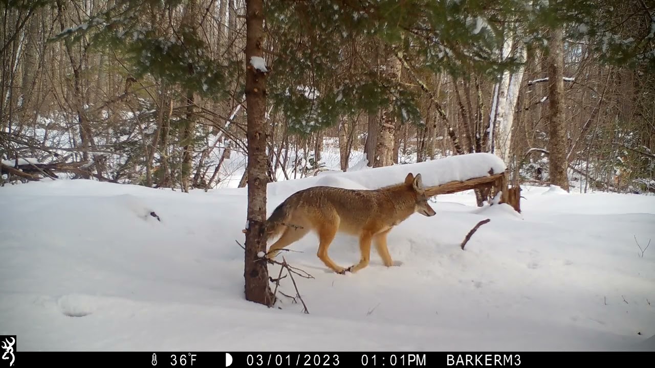 2023 Maine Wildlife Out and About Trail Camera Footage