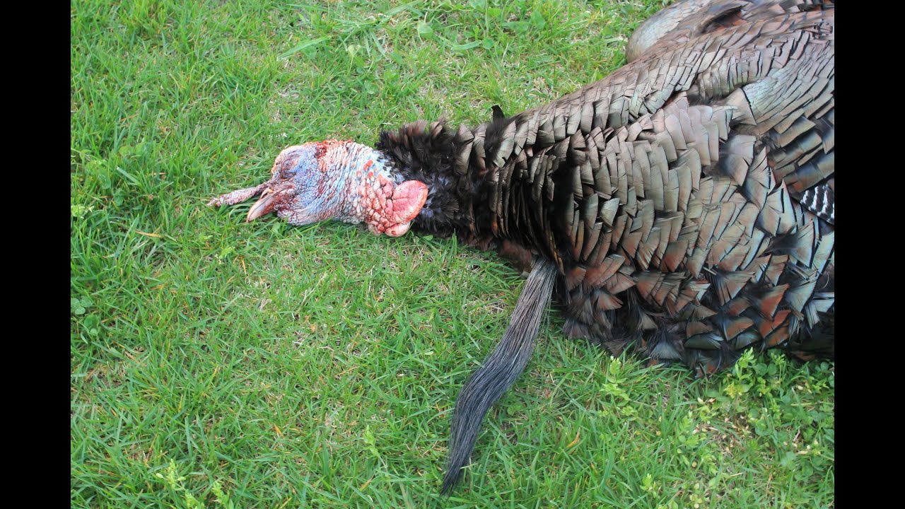 How to Hunt Late Season Turkeys