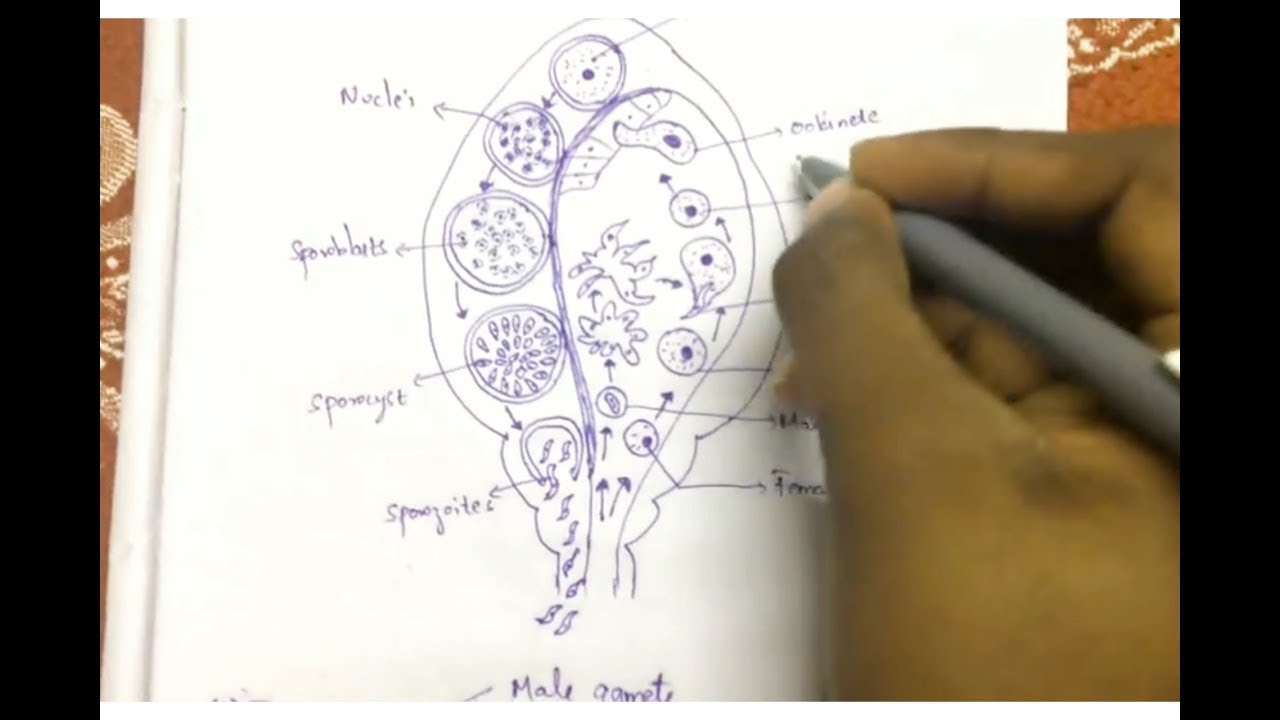 PLASMODIUM VIVAX IN MOSQUITO PHASE||INTER FIRST YEAR||BY PHANINDRA