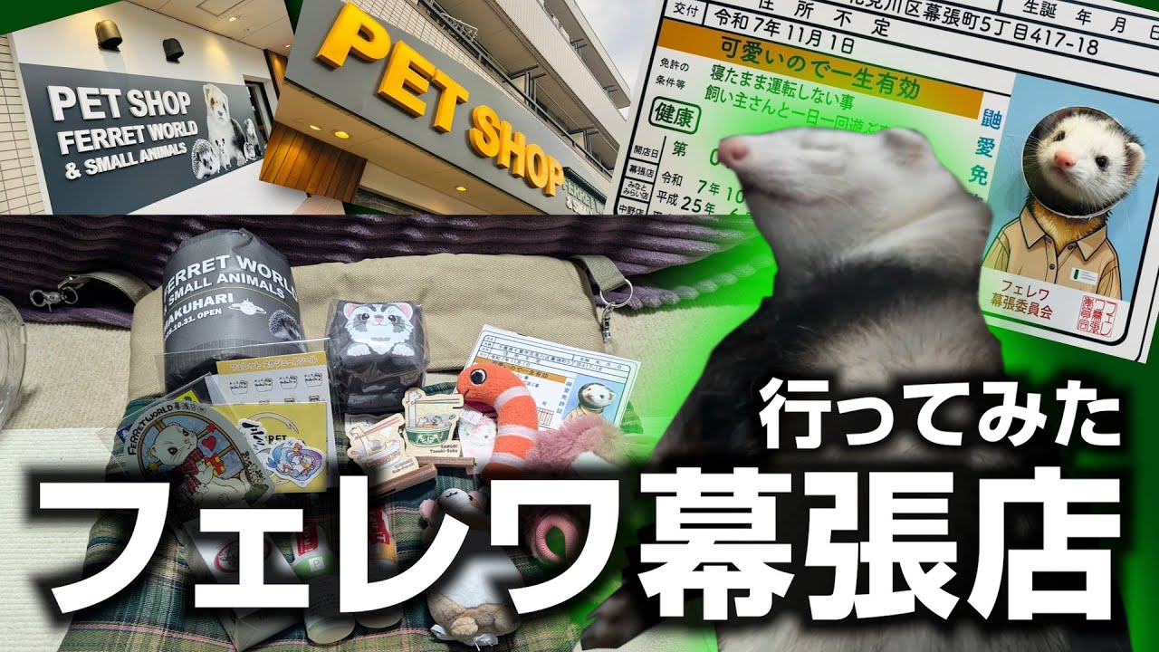 【フェレット】新オープン フェレットワールド幕張店に行って来ました。