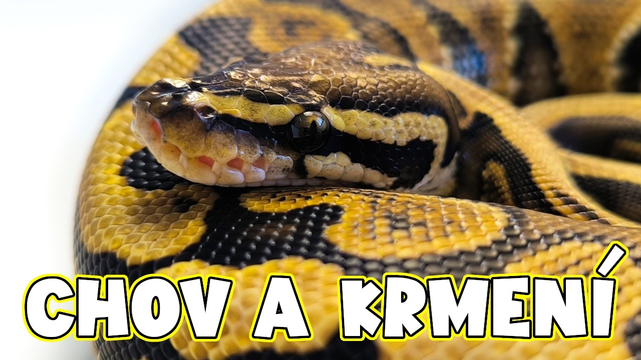 Pořídil jsem si vysněného hada - Krajta královská (Python regius)