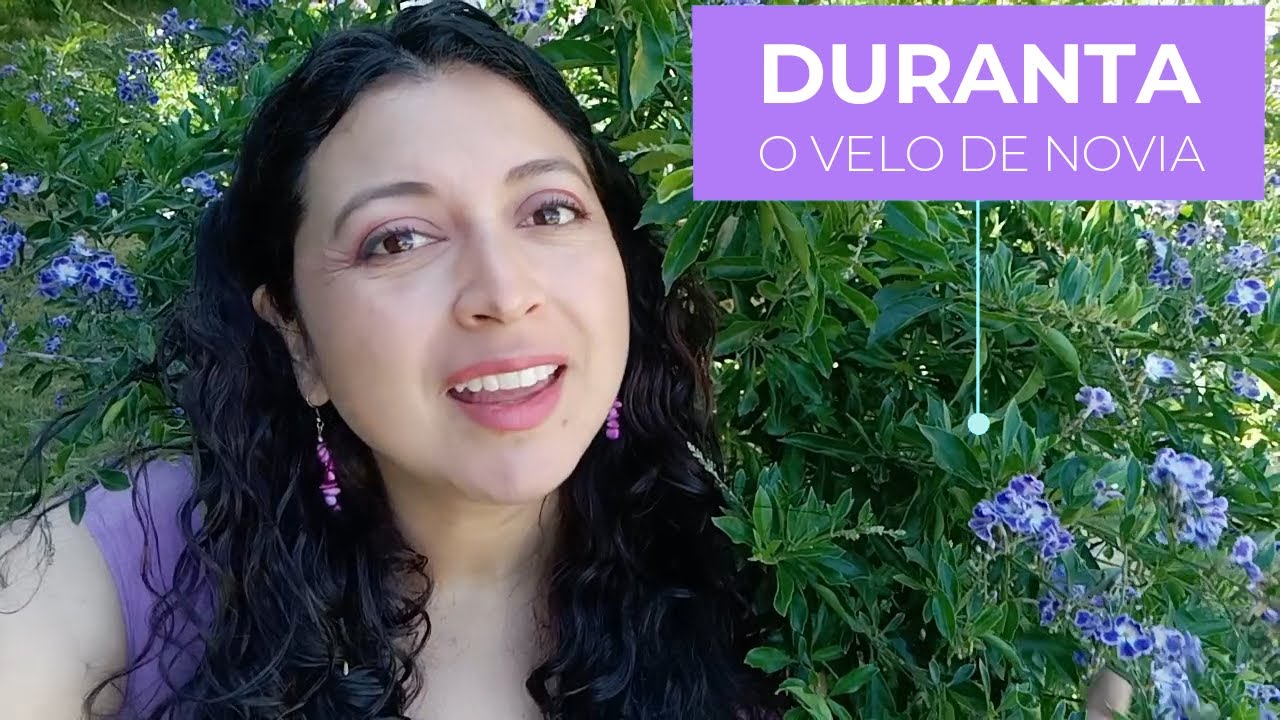 Cuidados de la Duranta Erecta, Zafiro, VELO DE NOVIA o Coralillo. Conoce sus usos y características