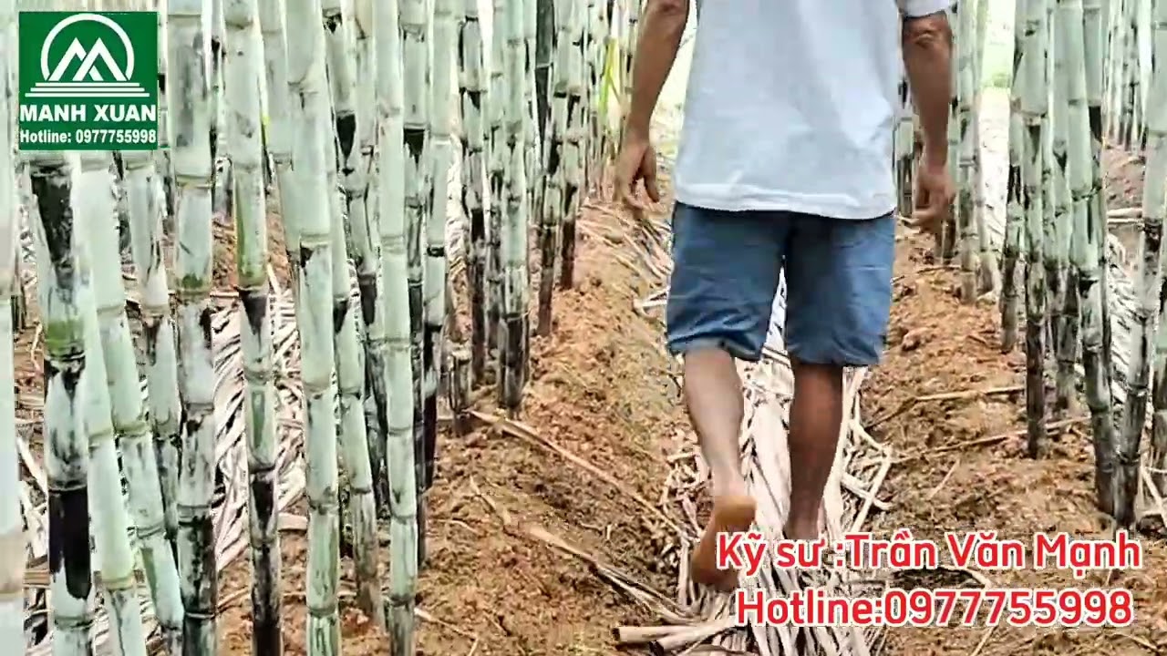 Phân bón thông minh Lục Thần Nông cho cây  mía to đẹp tại thôn Cát Thành xã Thành Tân 2025