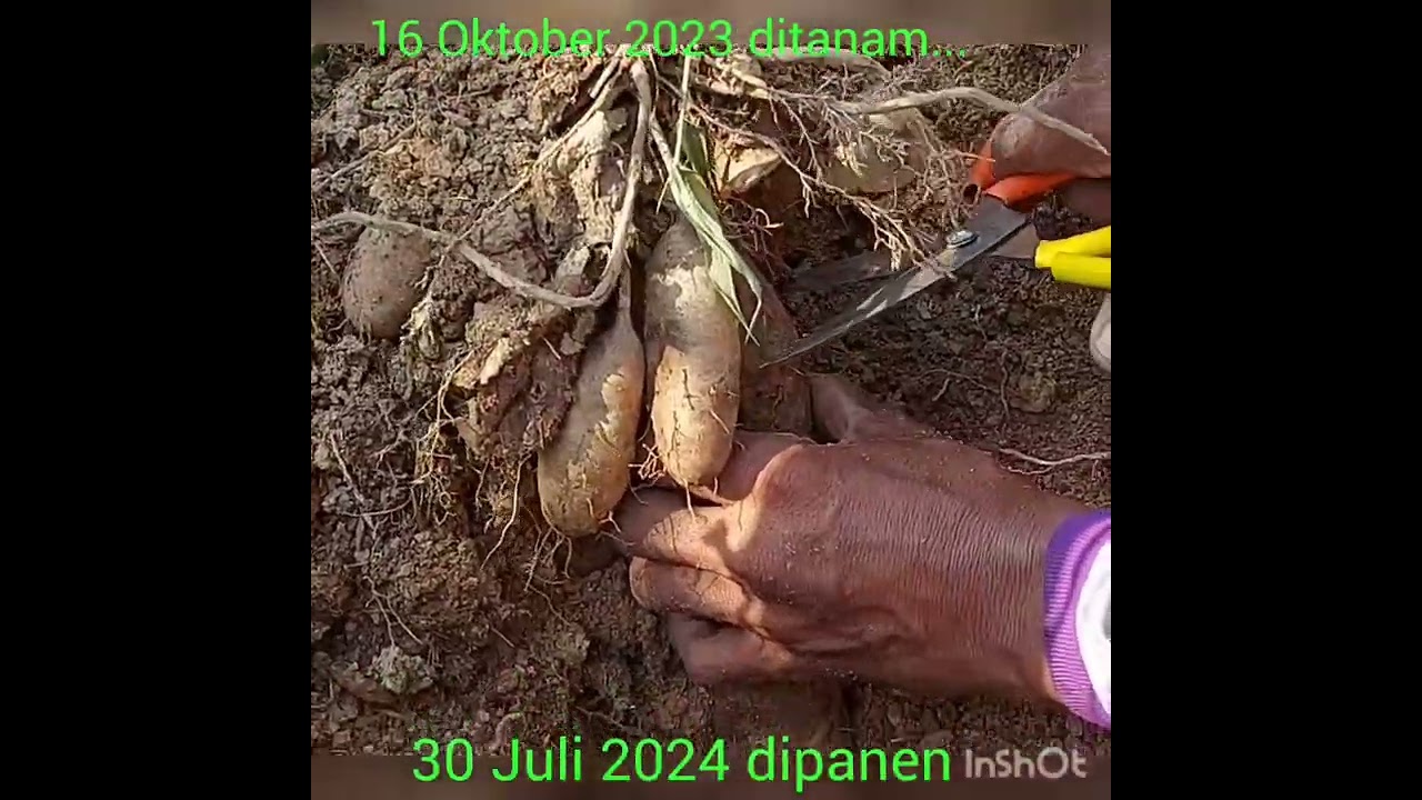Gembili roboh ditegakkan dan saat oke dipanen untuk ambil bibit dan... SP301