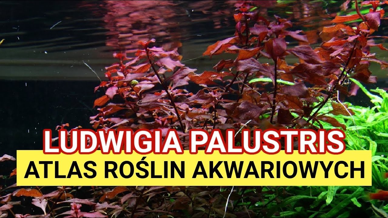 LUDWIGIA PALUSTRIS – Czerwony akcent w Twoim Akwarium