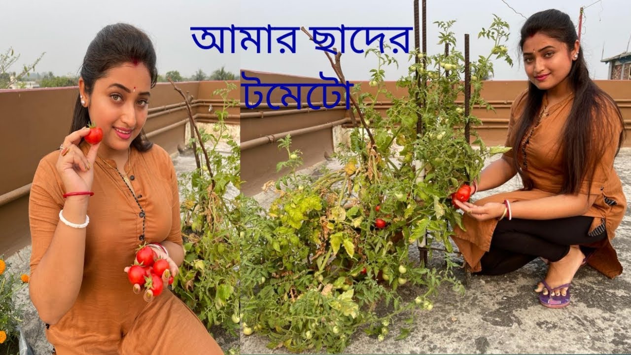 আমার ছাদের টমেটো