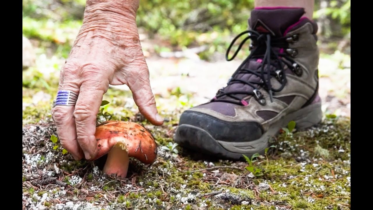 Wild Mushroom Hunting in Northern New Mexico