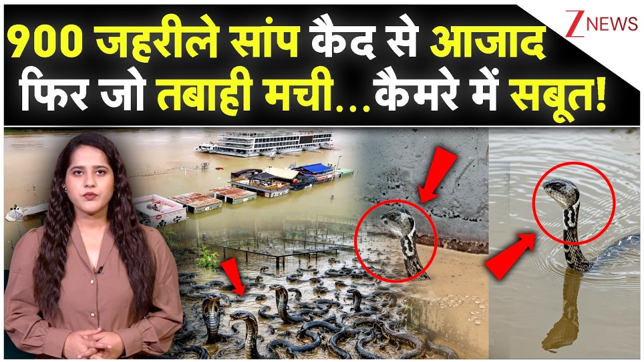 900 जहरीले सांप कैद से आजादफिर जो तबाही मची...कैमरे में सबूत! | China Snake news |